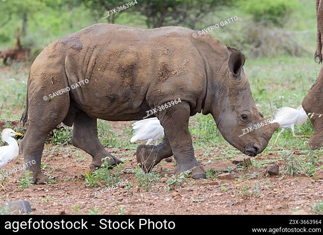 White Rhinoceros (Ceratotherium simum), a calf walking, Mpumalanga, South Africa