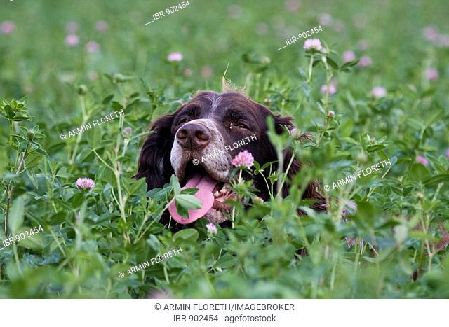 Deutscher Wachtelhund or German Quail Dog, hunting dog, in a meadow