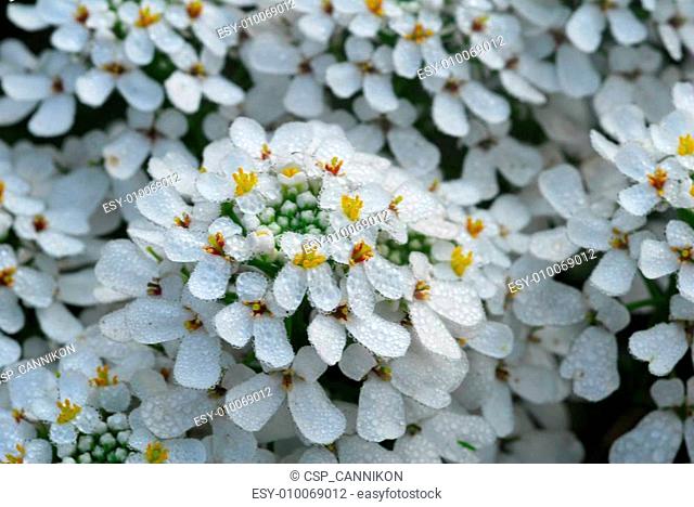 white iberis sempervirens flower