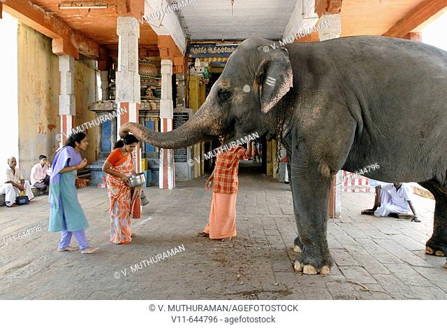 Devotees receiving  blessings from the temple elephant at Adi Kumbeshvara Temple in Kumbakonam. Kumbakonam is one of the most sacred cities in Tamil Nadu, India