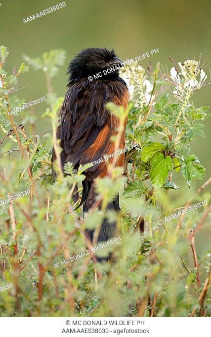 Black Coucal, Centropus grillii, perched in tree, Moru Kopjis, Serengeti National Park, Tanzania, Africa