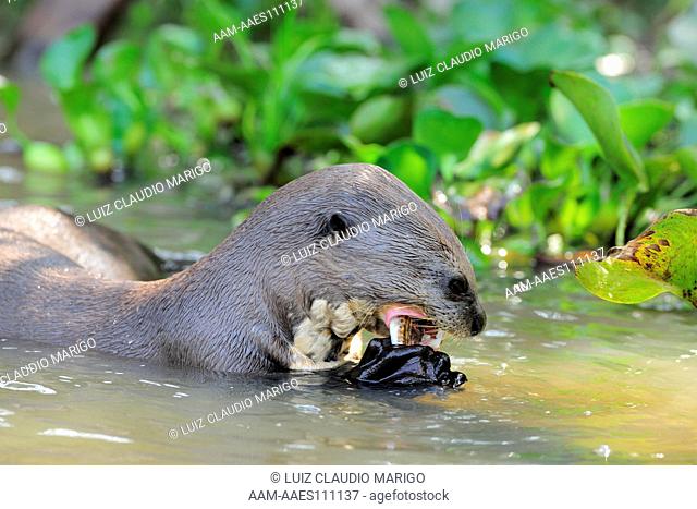 Giant Otter, or Giant Brazilian Otter (Pteronura brasiliensis) eating a fish, in the Pantanal of Mato Grosso State, Center-West of Brazil