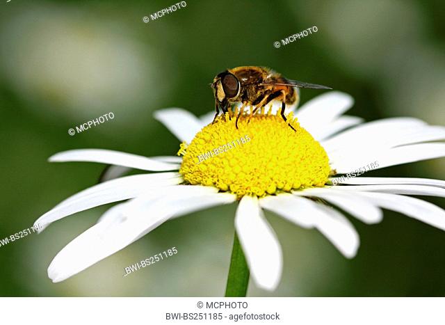 oxeye daisy Chrysanthemum leucanthemum, Leucanthemum vulgare, with bee, Germany, Baden-Wuerttemberg