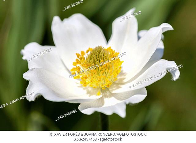 Pasque flower or Anemone alpina - Pulsatilla alpina -, Parc Naturel de la Chartreuse, Isere, Rhône-Alpes, France