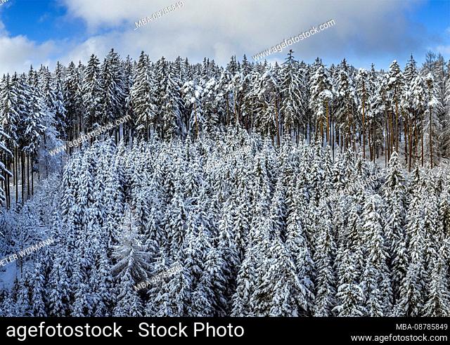 Winter landscape with snow-covered spruces, Tutzing, Upper Bavaria, Bavaria, Germany, Europe