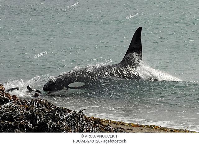 Orca hunting South American Sea Lion, Peninsula Valdez, Argentina / Orcinus orca, Otaria byronia, Otaria flavescens / Killerwhale
