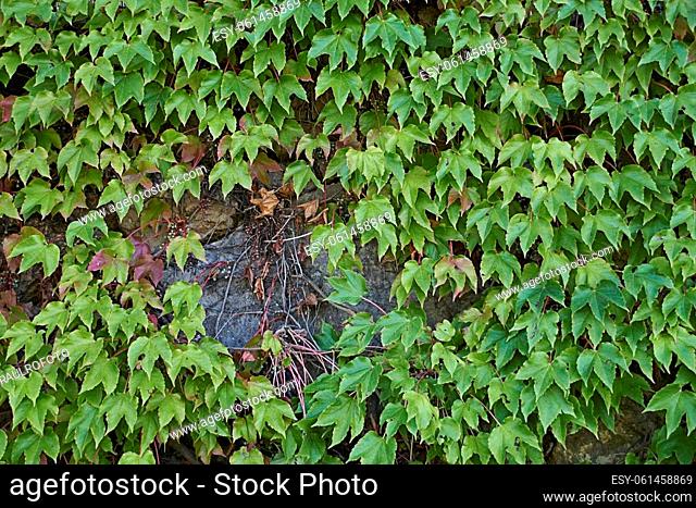 Handmade stone wall covered with ivy leaves.Textures, green colour, front view, carpet of leaves