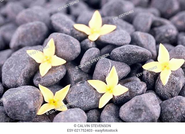 Yellow Ixora flowers extreme close up on black zen stones