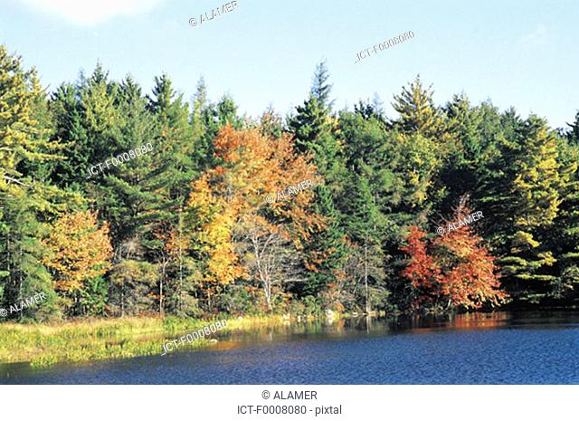 Canada, New Scotland, forest in autumn