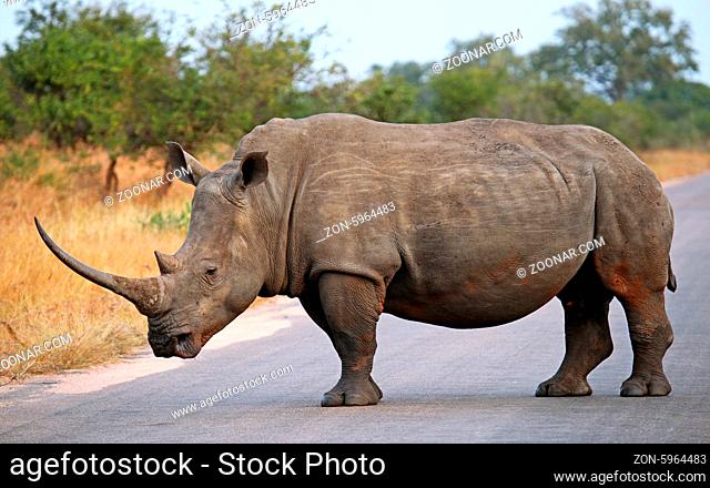 Breitmaulnashorn auf der Straße im Kruger Nationalpark, Südafrika, Breitlippennashorn, white rhinoceros on the street, Ceratotherium simum