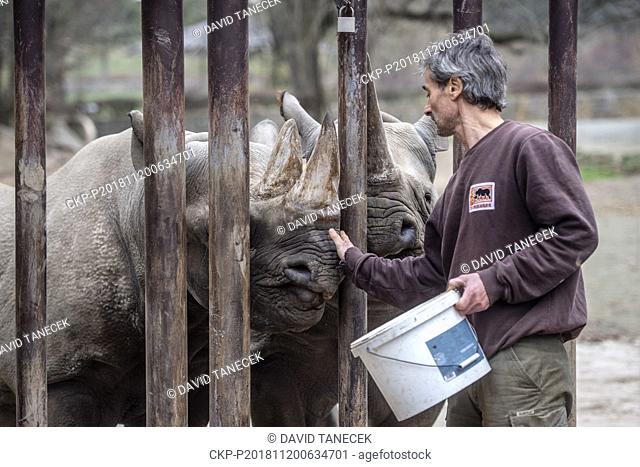 The Dvur Kralove Zoo is preparing the transfer of five rare black rhinoceros from European zoos, including its three own ones, to Rwanda