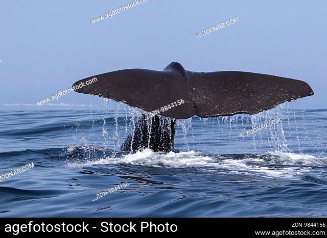 the tail of a sperm whale which dives into the water a summer day