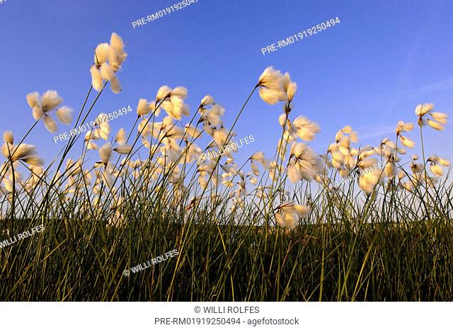 Hare's-tail Cottongrass, Eriophorum vaginatum, Goldenstedter Moor, Lower Saxony, Germany / Scheiden-Wollgras, Eriophorum vaginatum, Goldenstedter Moor