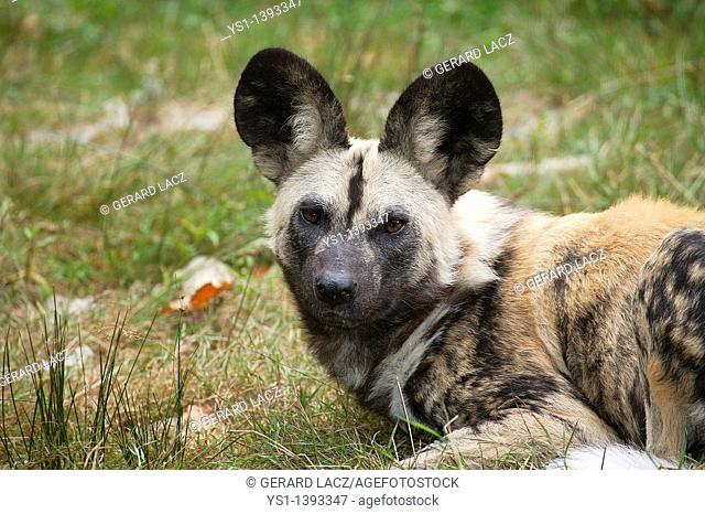 African Wild Dog, lycaon pictus, Portrait of Adult