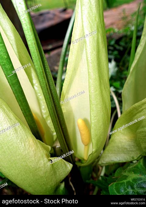 Italienische Aronstabr (Arum italicum) - Blütenstand mit Spatha und Spadix