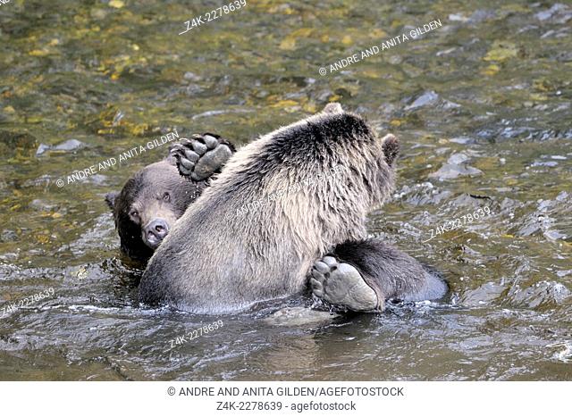 Two Grizzly Bears (Ursus arctos horribilis) playing in water, Glendale river, Canada