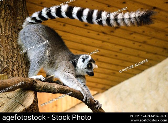 22 January 2021, Schleswig-Holstein, Gettorf: A calico sits on a branch in Gettorf Zoo. Since 16 December 2020, the zoos in Schleswig-Holstein are closed again
