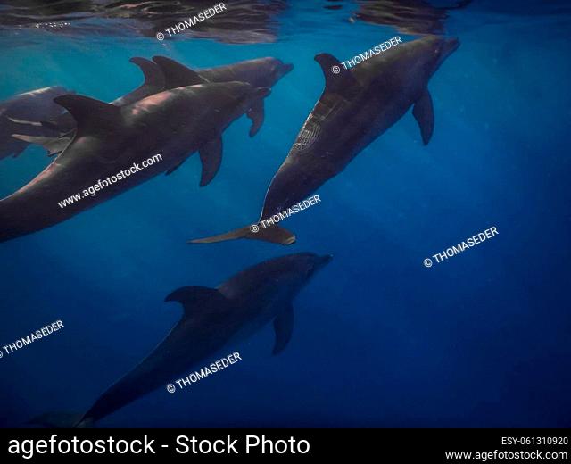 spinner dolphins swim near the surface in the red sea while diving