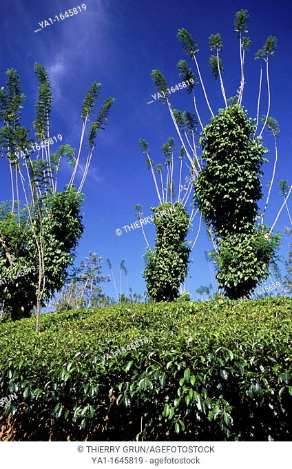 Tea plantation, surrounding of Kandy, Sri Lanka