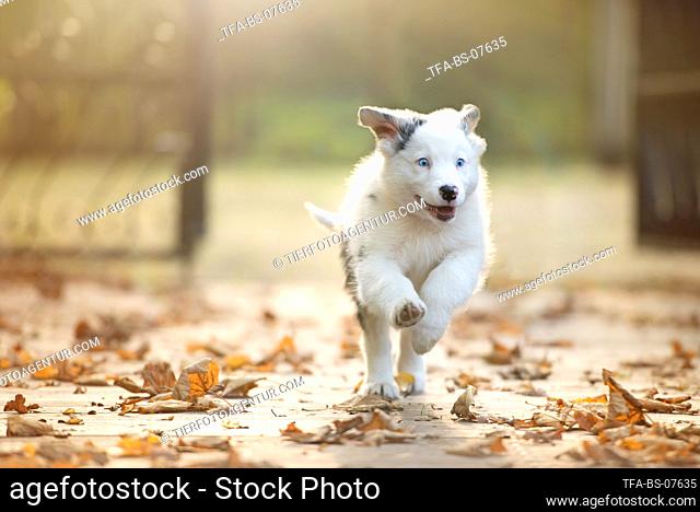 running Australian Shepherd puppy