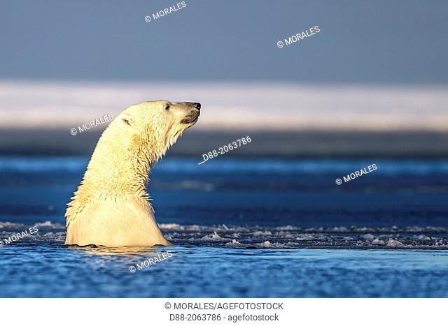 United States , Alaska , Arctic National Wildlife Refuge , Kaktovik , Polar Bear( Ursus maritimus ) , in the slush ice along a barrier island outside Kaktovik