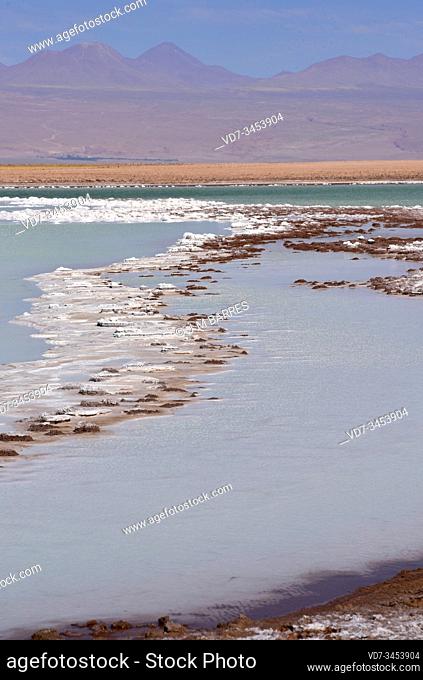 Stromatolites or stromatoliths on Tebenquiche lagoon, Atacama Desert, Chile. The lagoon is hypersaline and has a high arsenic content