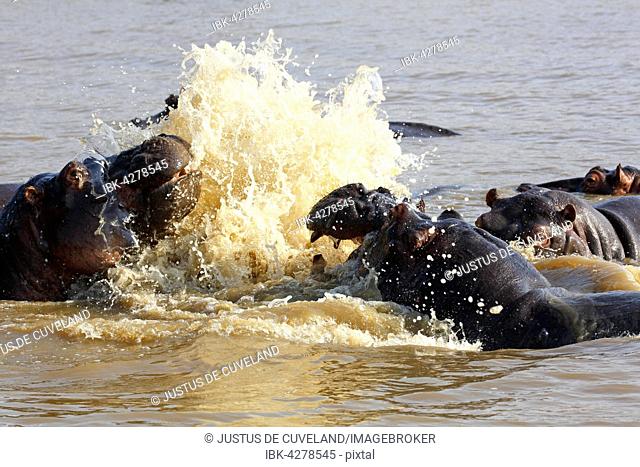 Hippos arguing (Hippopatamus amphibius) in the water, iSimangaliso Wetland Park, National Park, Kwazulu Natal, South Africa