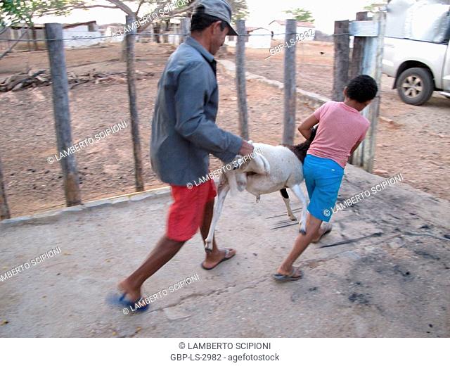 People taking a goat, 2017, Caatinga, Boa Vista, Paraíba, Brazil