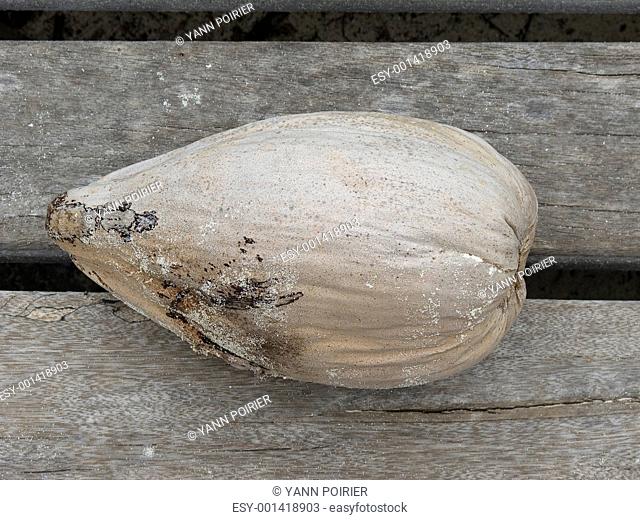 Old coconut