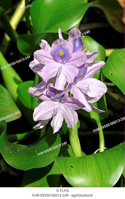 Water Hyacinth Eichhornia sp close-up of flower, Grand Cayman, Cayman Islands