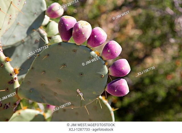 Big Bend National Park, Texas - Fruit on a prickly pear cactus