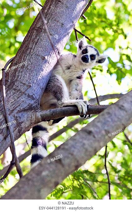 A ring-tailed lemur sitting in a tree. Madagascar