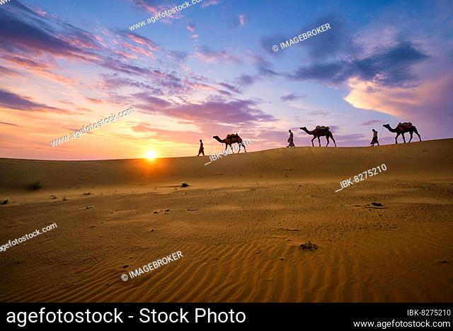 Indian cameleers (camel driver) bedouin with camel silhouettes in sand dunes of Thar desert on sunset. Caravan in Rajasthan travel tourism background safari...