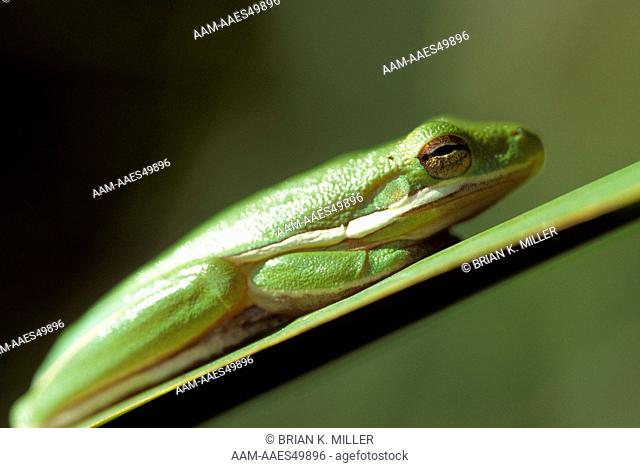 Green Treefrog on Sawgrass Blade (Hyla cinerea), Jean Lafitte NHP, LA. resting