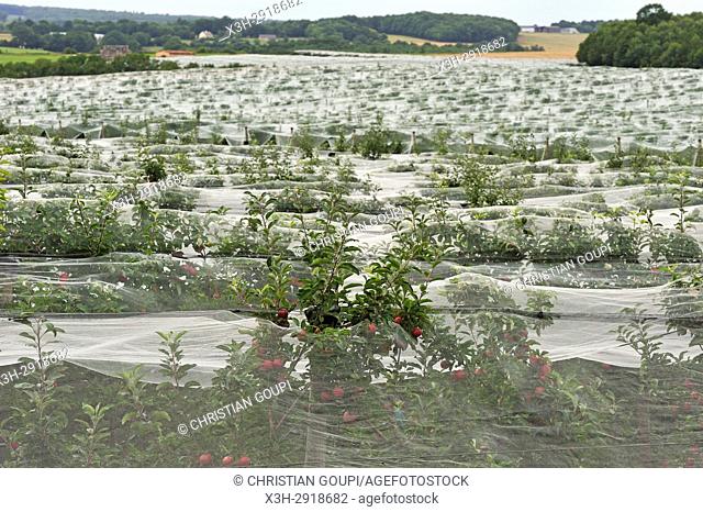 apple orchard protected by net, near Bourges, Cher department, Centre-Val-de-Loire region, France, Europe