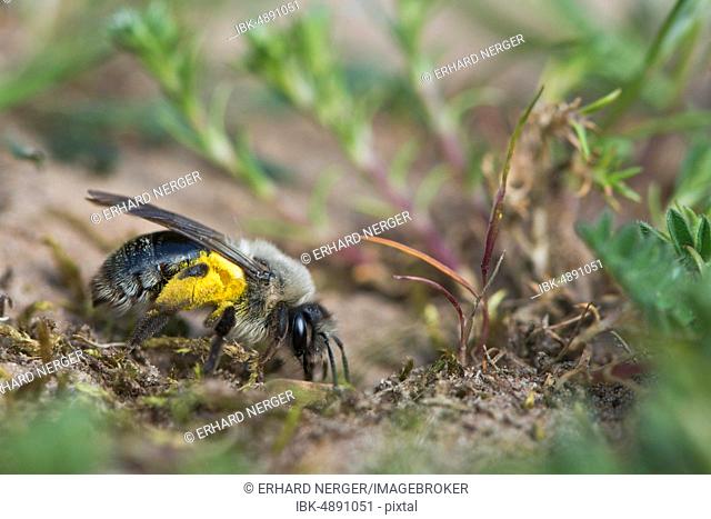 Ashy mining bee (Andrena cineraria), Emsland, Lower Saxony, Germany