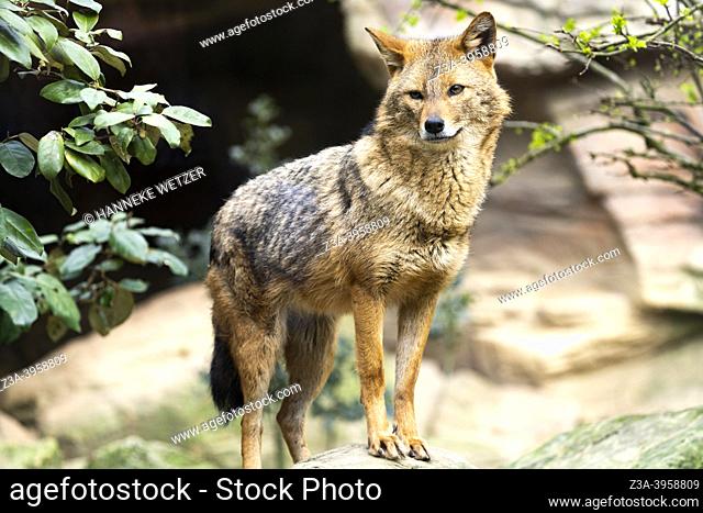 The golden jackal (Canis aureus) is a wolf-like canid that is native to Eastern Europe, Southwest Asia, South Asia, and regions of Southeast Asia