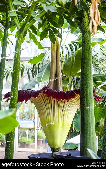 Illustration picture shows a Titan Arum flower flourishes since Yesterday at the Belgian National Botanic Gardens in Meise, Thursday 14 May 2020