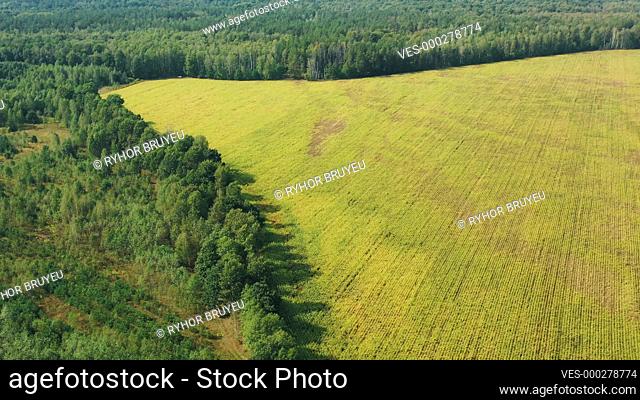 Aerial View Of Corn Maize Field And Forest Area Zone Landscape. Top View Of Plantation And Green Forest Landscape. Large-scale Industrial Deforestation To...