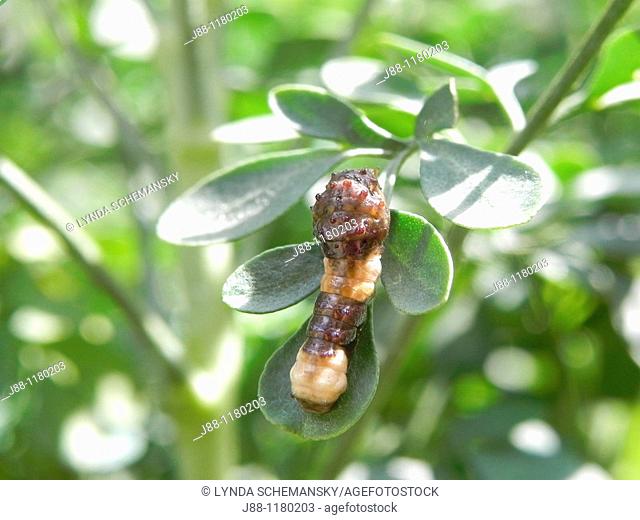 Caterpillar of the Giant Swallowtail Butterfly, Papilio cresphontes, eating leaves of it's host plant, Rue, Ruta graveolens