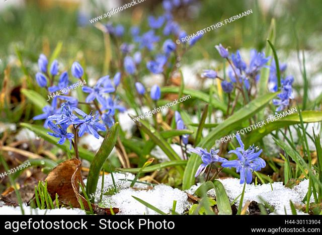 der Blaustern - im Volksmund Josefsblümchen genannt - Zweiblättrige Blaustern (Scilla bifolia) im Frühjahr, es hat nochmal geschneit