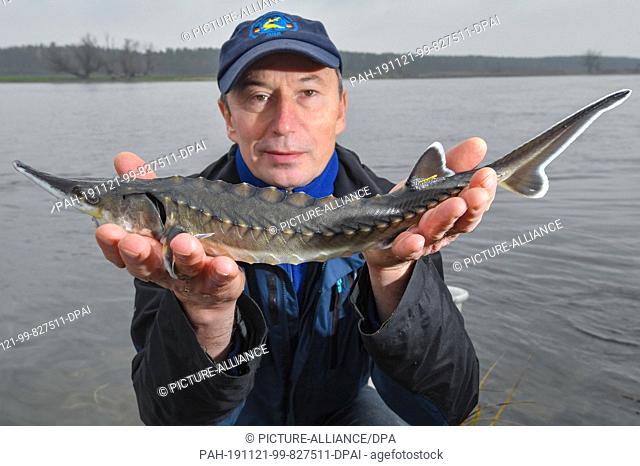 21 November 2019, Brandenburg, Stützkow: Lutz Zimmermann, a fisherman in the Lower Oder Valley National Park, shows a two-year-old sturgeon before he releases...