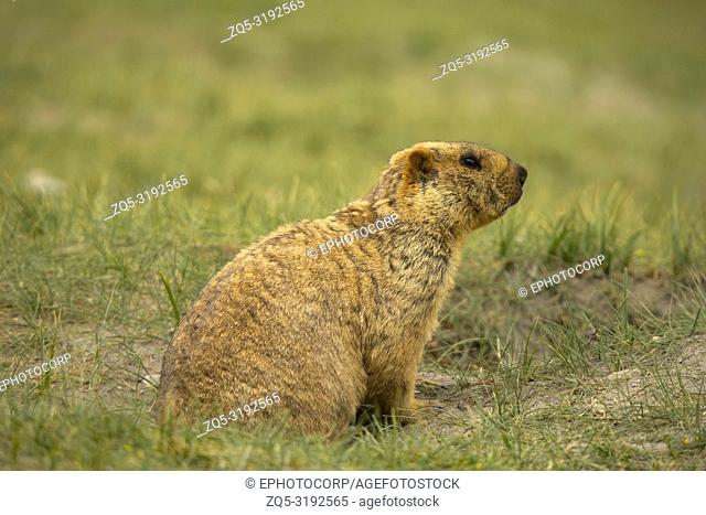 Himalayan Marmot, Marmota himalayana inhabits alpine grasslands throughout the Himalayas and on the Tibetan Plateau Jammu and Kashmir, India