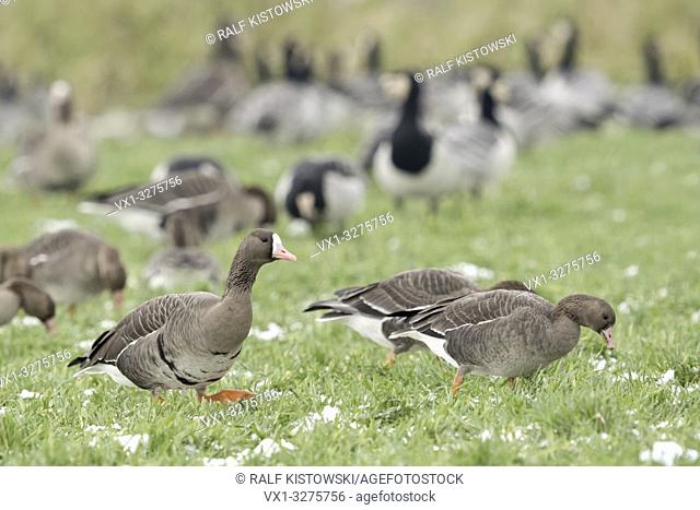 Greater White-fronted Geese ( Anser albifrons ) together with Barncle Geese ( Branta leucopsis ), common flock in winter, feeding, wildlife, Europe