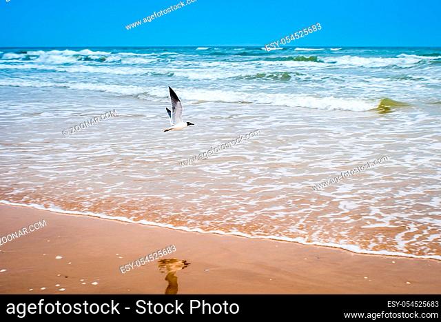 A relaxing seagull gliding through the sky and enjoying the breeze of it