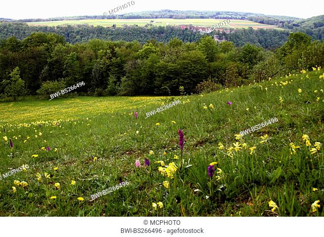 cowslip primrose Primula veris, flower meadow with primrose, dandelion and orchid, Germany, Baden-Wuerttemberg, Schwaebische Alb, Schlatterhoehe