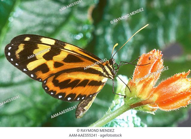 Sweet Oil/Tiger Mimic Butterfly (Mechanitis i. kayei) Trinidiad Arima Valley