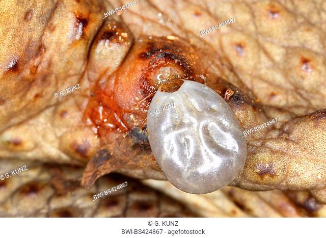 ticks (Ixodides), tick sucks on a cane toad, Seychelles