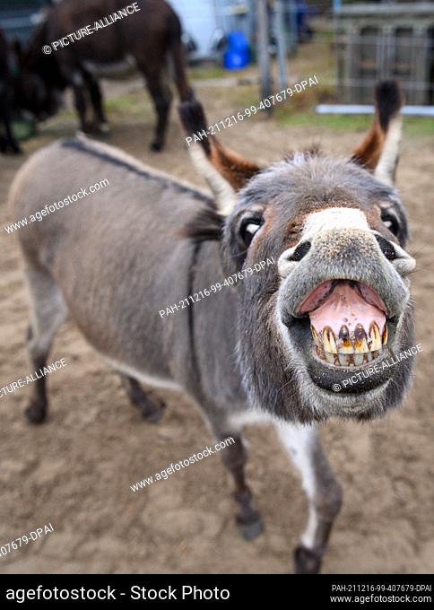 16 December 2021, Brandenburg, Schönwalde/Ot Paaren Im Glien: A dwarf donkey stands on the premises of the Donkey Friends in Havelland e.V