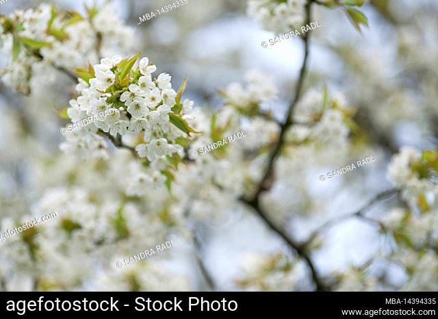 Branches with cherry blossoms, Eggenertal, Germany, Baden-Württemberg, Markgräflerland